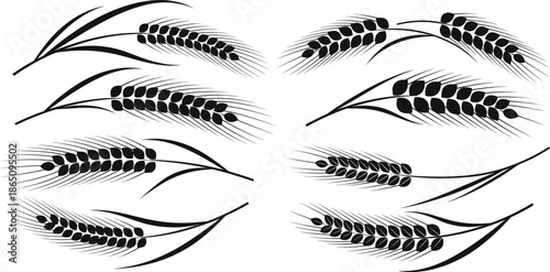 Wheat grain vector set featuring cereal ears barley rye agricultural harvest botanical illustrations