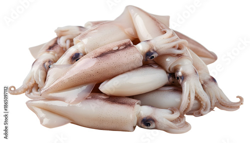 Wallpaper Mural Fresh raw whole squid calamari ready for cooking on white background Torontodigital.ca
