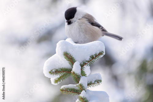 Tablou pe pânză little bird perching on branch of snowy fir tree