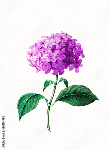 Handmade botanical flower illustration, natural plant art isolated on white watercolor paper background, decorative floral print.