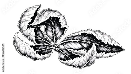 Detailed black and white illustration of three partially broken walnut shells revealing the nutmeat within