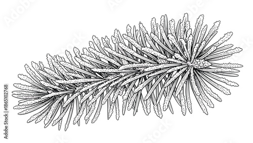 A detailed black and white illustration of a pine cone showcasing its intricate scale patterns and natural form