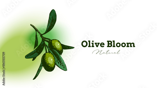 Vintage sketch olive oil banner. Extra virgin, farm product, Mediterranean cuisine, cosmetic, organic farm, packaging label, bottle sticker, menu header. Engraved hand drawn vector illustration.