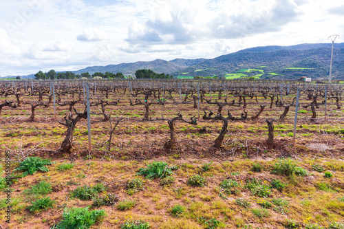 The Camino de Santiago passes through olive fields near Cirauqui, between Puente de la Reina and Estella in Spain	 