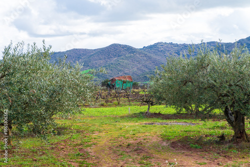 The Camino de Santiago passes through olive fields near Cirauqui, between Puente de la Reina and Estella in Spain	 