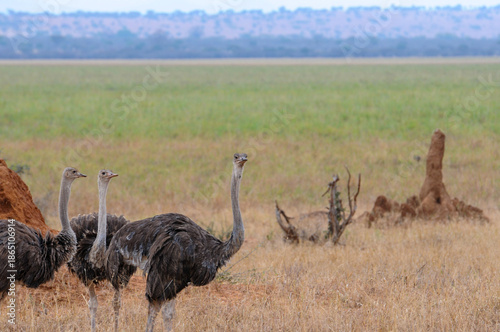 Three Ostrich or Struthio camelus, walking to the right, looking at camera, against a green background