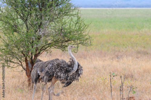 Single Ostrich or Struthio camelus, walking to the right against a green background