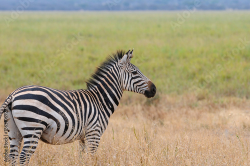 Single zebra looking to right with blurred green grass in background., Serengeti National Park, Tanzania