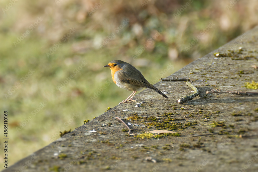Fototapeta premium European robin (Erithacus rubecula) sitting on a stone in Zurich, Switzerland