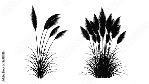 Black and white illustration of pampas grass plants with detailed foliage