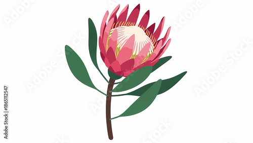 Protea Flower Illustration on White Background - Vector South African Floral Design