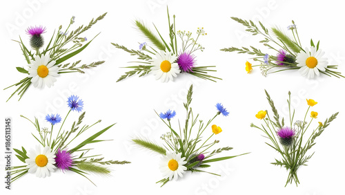 Wildflower Arrangements Daisies, Thistles, Cornflowers, and Grasses on White