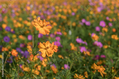 range cosmos flowers blooming in a colorful meadow with soft bokeh background. Natural flower field, spring and summer nature concept