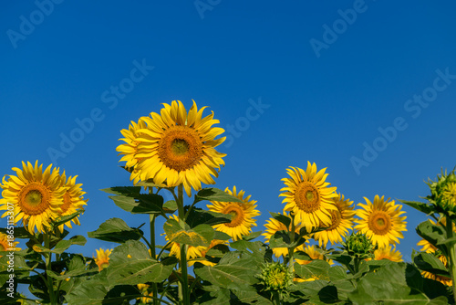 Common sunflowers or helianthus annuus against clear blue sky, Lop buri Thailand. flower background