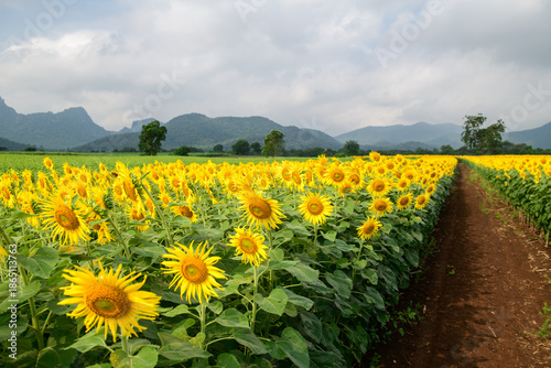 Sunflower field. Close up of sunflower on farm. Rural landscape at Lop buri