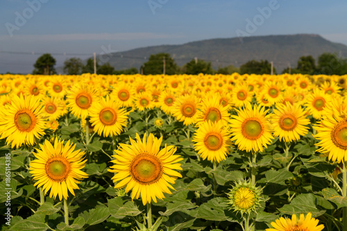 Sunflower field. beautiful sunflower on farm. Rural landscape at Lop buri THAILAND,