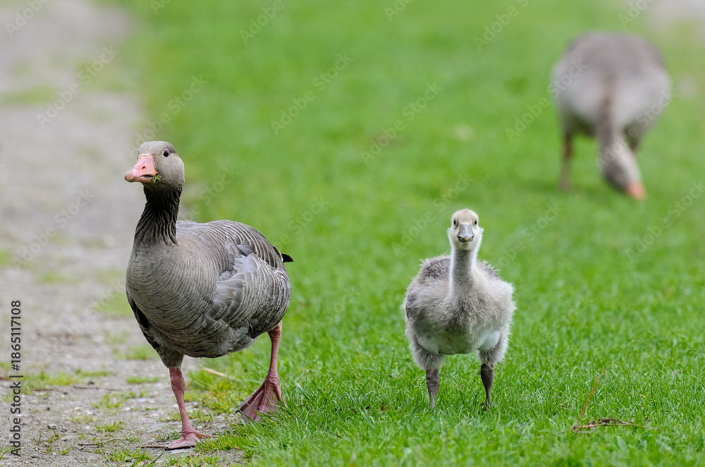 Obraz premium Oie cendrée, Anser anser, Greylag Goose, jeune, femelle