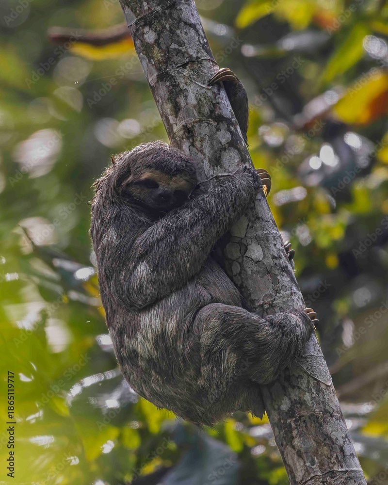 Naklejka premium A pregnant sloth is climbing a cecropia tree.