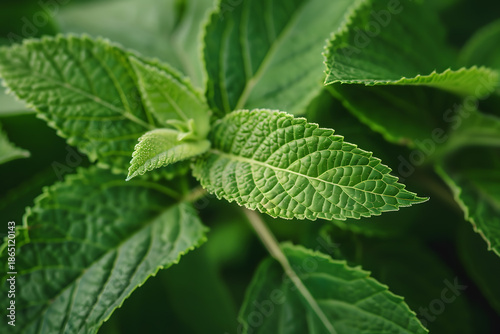 Fresh Green Mint Leaves with Natural Texture in Soft Light
