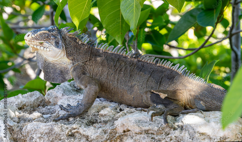 Fototapeta premium Close-up view of a Lesser Antillean Iguana (Iguana delicatissima) at Petite Terre - Guadeloupe, French Antilles