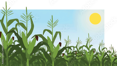 Illustration of a field of tall, green plants with prominent leaves and tassel-like tops, under a bright yellow sun against a light blue sky