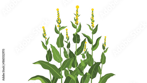 Illustration features plants with elongated green leaves and slender stems, adorned with strings of yellow, bulb-like blossoms against a white background