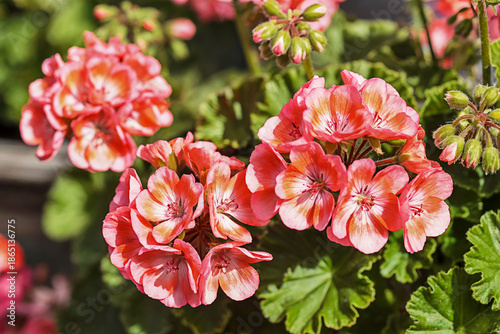 Bright Coral Geranium Flowers with Green Leaves