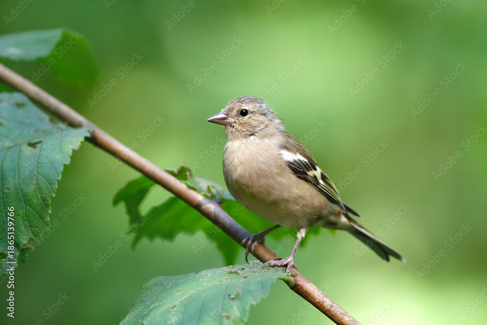 Obraz premium Eurasian chaffinch female perched on tree branch in spring