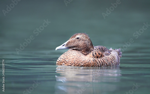 Konstfotografi Common eider duck female swimming in calm water
