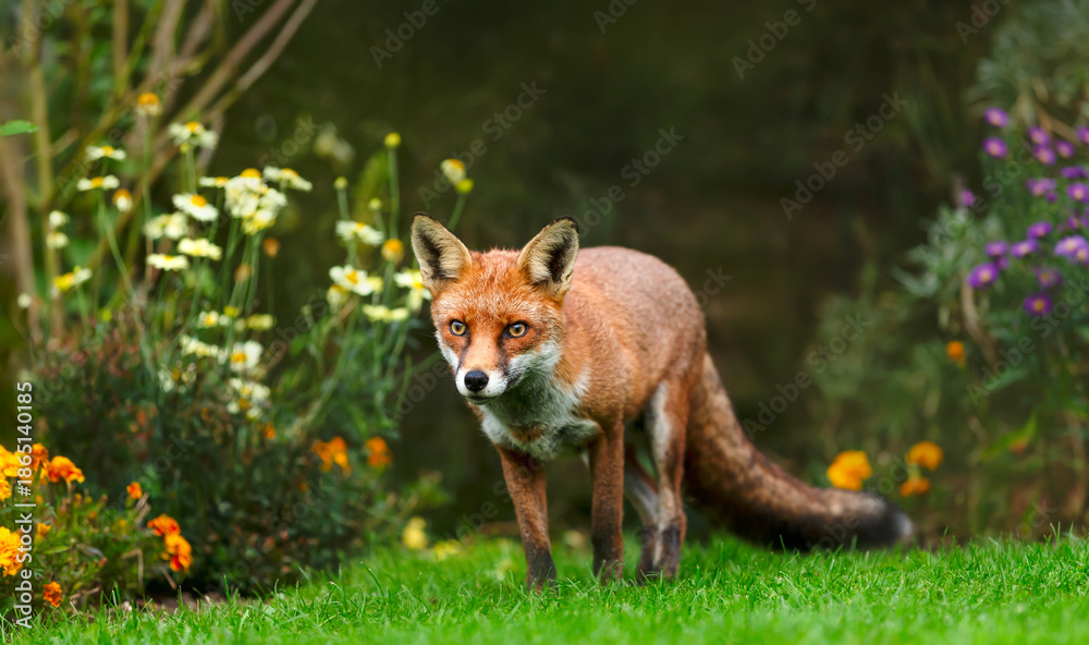 Fototapeta premium Red fox standing on green grass in flower garden