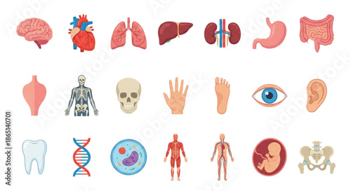 Detailed illustrations of human body parts and systems for medical education and healthcare. Includes brain, heart, lungs, liver, stomach, skeleton, muscles, organs, and more.