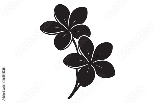 vector illustration of a Plumeria (Frangipani)