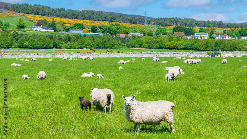 Fototapeta premium Paysage écossais d'un troupeau de mouton paissant dans un pré verdoyant, une colline boisée dans le fond, Royaume-Uni