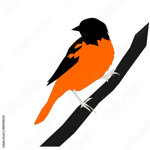 vector illustration of a bird