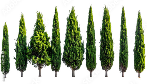 Array of tall, slender evergreen trees in various sizes against a transparent backdrop