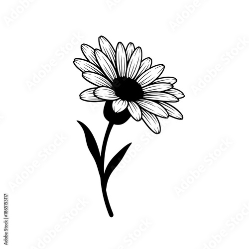 Alpine Arnica Flower Vector Illustration | Yellow Alpine Wildflower Botanical Artwork | Mountain Flora Design