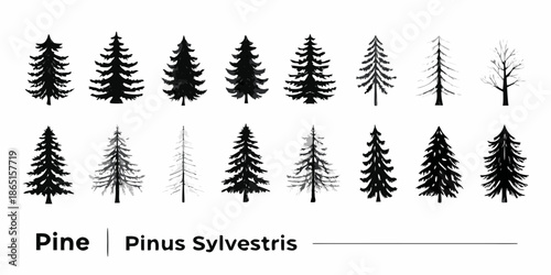 A collection of pine tree silhouettes showcasing various shapes and densities