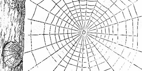 Detailed illustration of a spiderweb attached to a tree trunk black and white