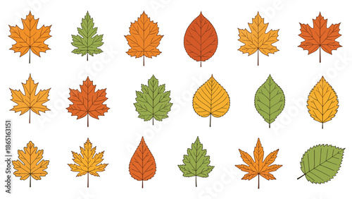 Comprehensive grid collection of fifteen different autumn leaf varieties showing various shapes and colors ranging from green to orange.