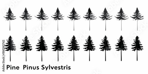 A collection of silhouetted pine trees against a plain white background