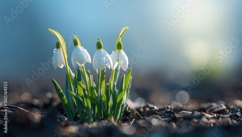 Snowdrops Blooming Pageanterously Pageant in Springtime, Macro Photography of White Flowers in Natural Light