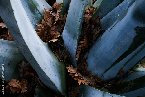 agave   plante sirop d'agave anti bactériens  cicatrisant  bienfait  feuilles de chêne  gros plan. un jardin en hiver