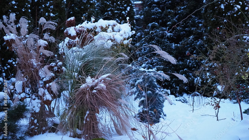Fototapeta premium ogród zimą, Winter Garden