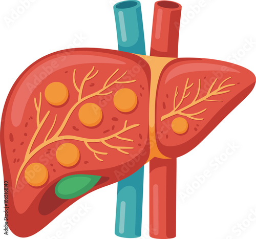 Human liver anatomy, medical illustration, internal organ diagram, bile ducts, gallbladder structure, hepatic artery, portal vein, educational design, healthcare artwork