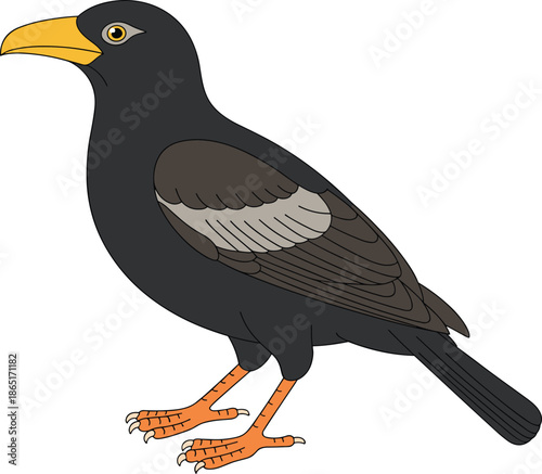 Dark plumage bird, yellow beak illustration, orange legs artwork, wildlife nature drawing, educational ornithology design, decorative avian art, realistic animal image