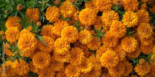 Vibrant Orange Marigold Flowers in Full Bloom with Lush Green Foliage Overhead View
