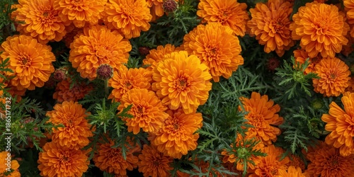Vibrant Orange Marigold Flowers in Full Bloom with Lush Green Foliage and Soft Natural Lighting