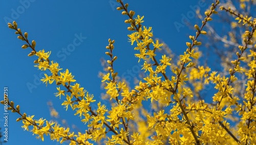 Vibrant Yellow Forsythia Flowers Against Clear Blue Sky - Spring Floral Beauty in Nature Photography