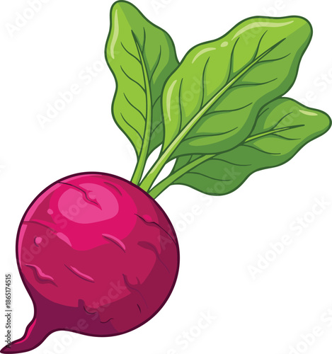 Bright red beetroot with green leafy stems and leaves vegetable