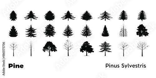 A collection of various pine tree silhouettes and botanical illustrations